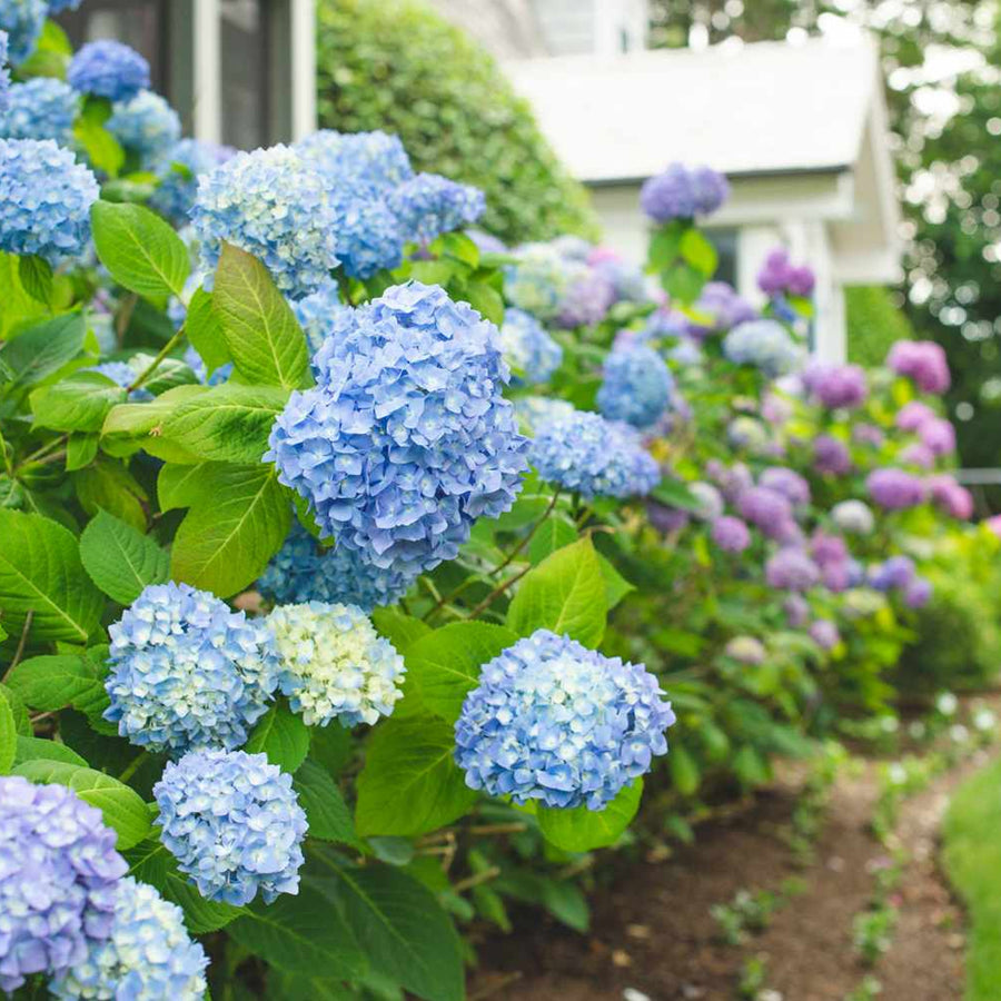Blue Hydrangea Macrophylla Plant Large Blue Hydrangea Plant image2 5