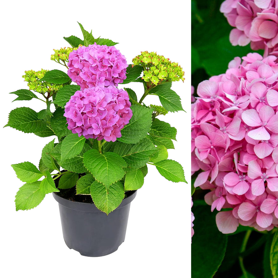 Pink Hydrangea Macrophylla Plant HYDRA5LPINK-image1 2