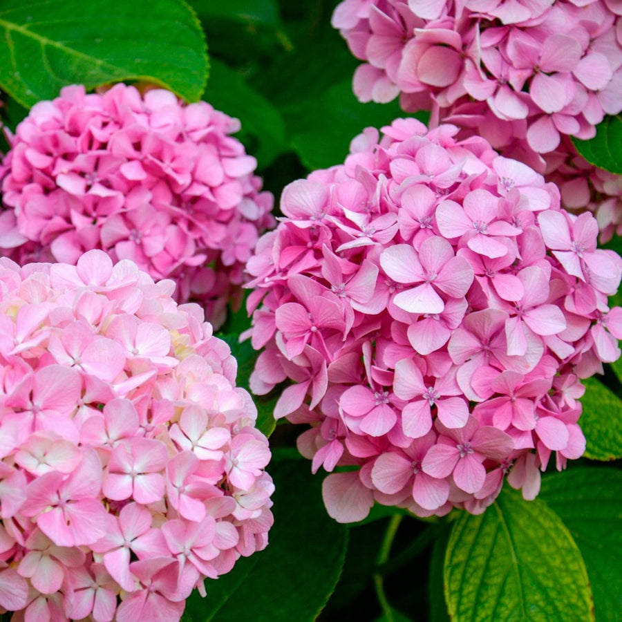 Pink Hydrangea Macrophylla Plant HYDRA5LPINK-image2 3