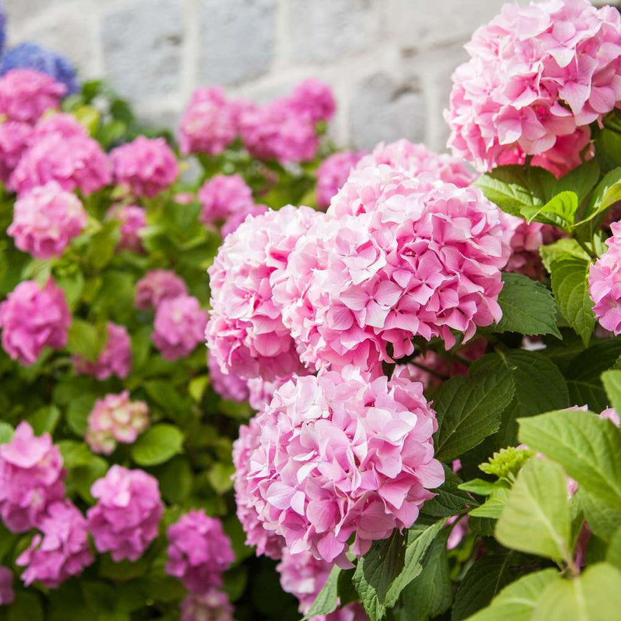 Pink Hydrangea Macrophylla Plant HYDRA5LPINK-image3 4
