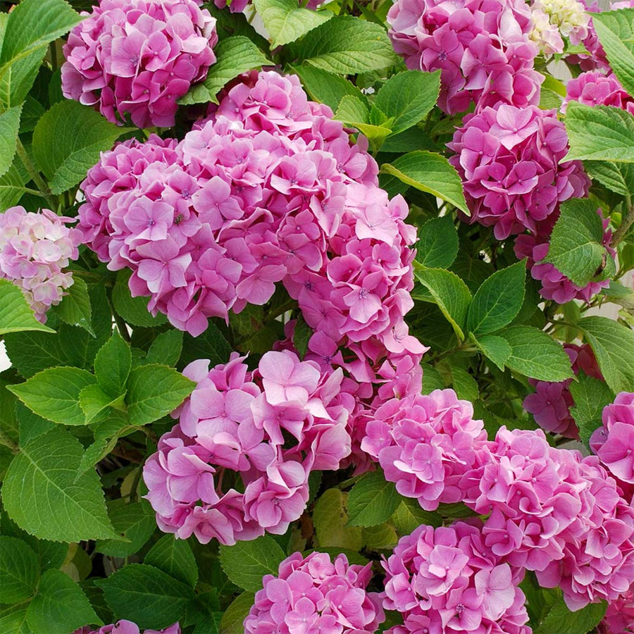 Hydrangea Macrophylla Plant  7