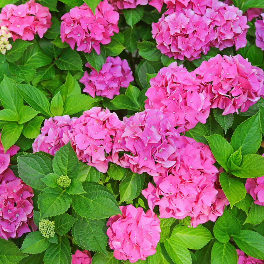 Pink Hydrangea Macrophylla Plant HYDRA5LPINK-image5 5