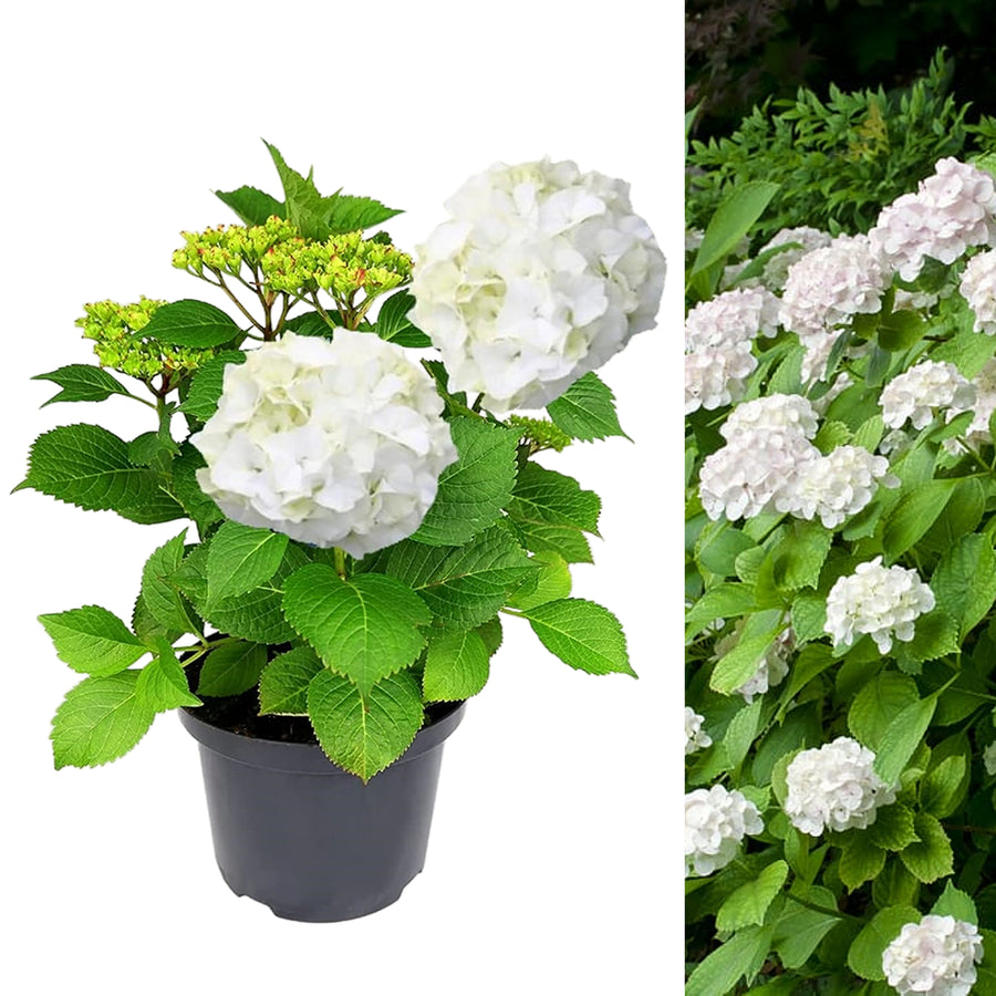 White Hydrangea Macrophylla Plant Large White Hydrangea Plant image1 2