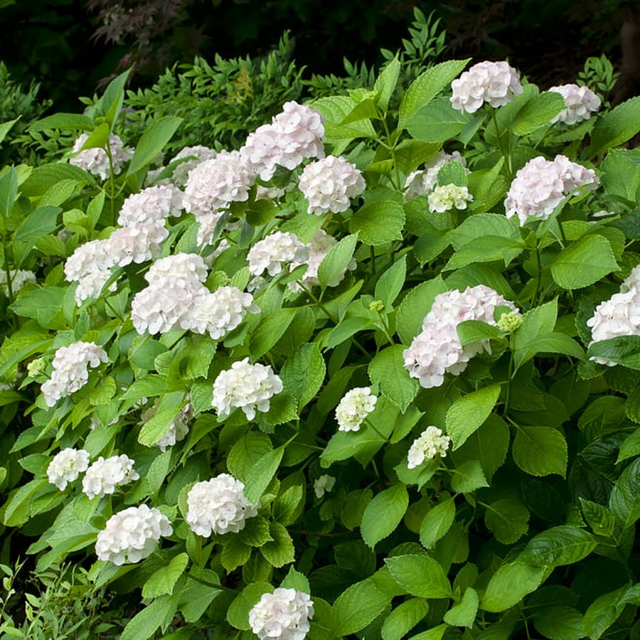White Hydrangea Macrophylla Plant Large White Hydrangea Plant image2 1