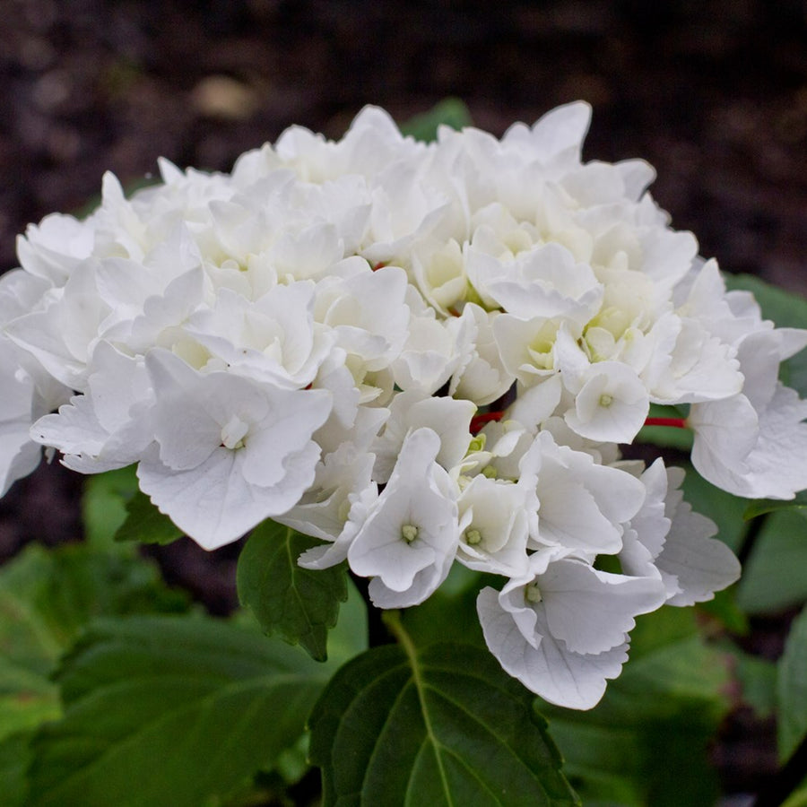 White Hydrangea Macrophylla Plant Large White Hydrangea Plant image3 4