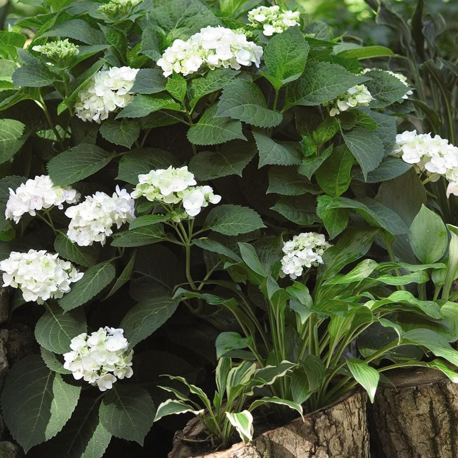 White Hydrangea Macrophylla Plant Large White Hydrangea Plant image4 3