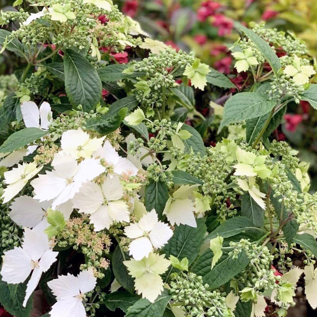 Hydrangea Cloud Nine Bushy Hydrangea 'Cloud Nine' shrub in mid-bloom, displaying clusters of white bracts and unopened buds among serrated green leaves with a colourful garden backdrop. 2