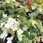 Hydrangea Cloud Nine Bushy Hydrangea 'Cloud Nine' shrub in mid-bloom, displaying clusters of white bracts and unopened buds among serrated green leaves with a colourful garden backdrop. 2
