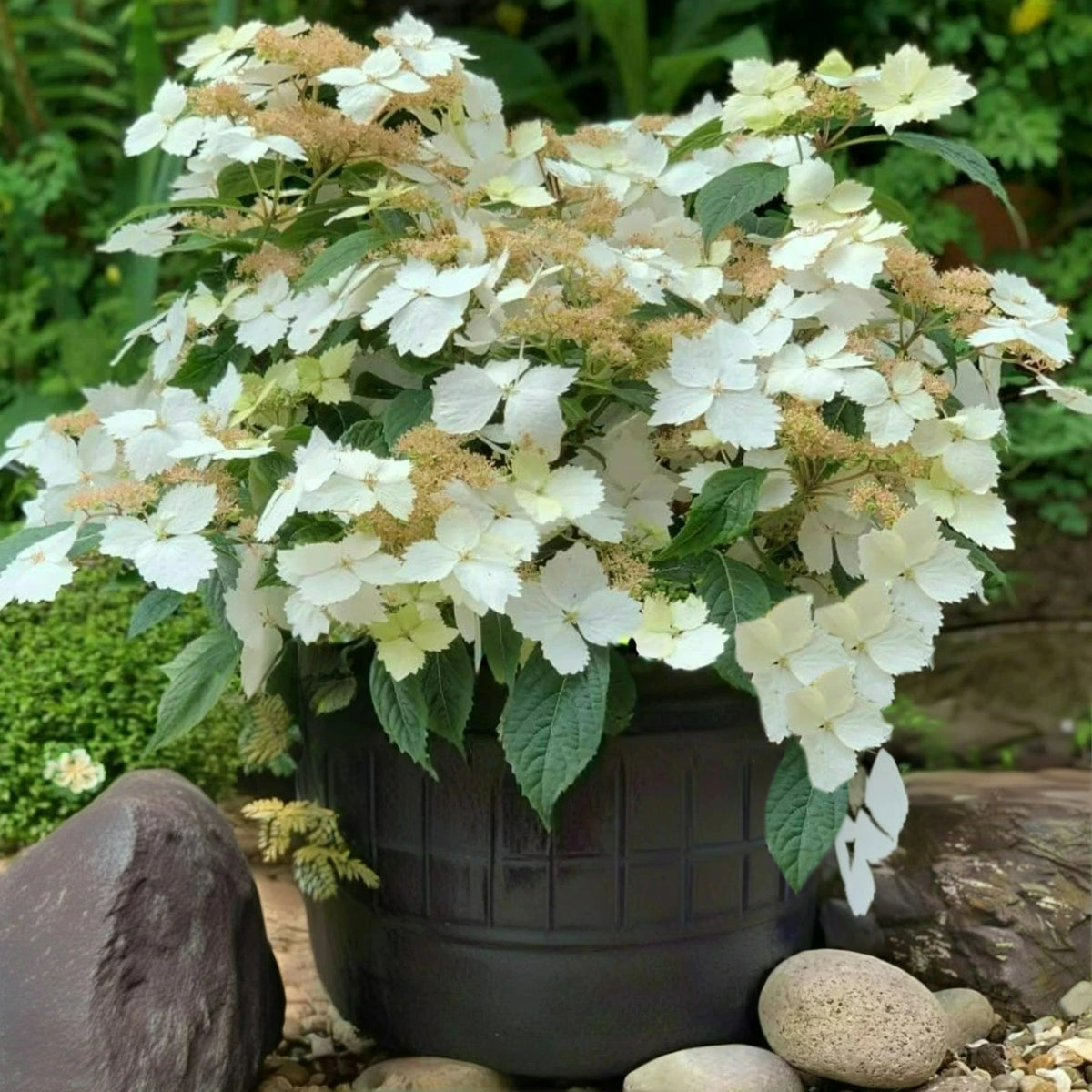 Hydrangea Cloud Nine Potted Hydrangea 'Cloud Nine' plant flourishing outdoors, covered in soft white lacecap blooms set against dense green leaves and surrounded by garden stones. 3