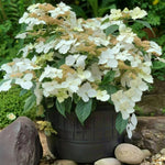Hydrangea Cloud Nine Potted Hydrangea 'Cloud Nine' plant flourishing outdoors, covered in soft white lacecap blooms set against dense green leaves and surrounded by garden stones. 3