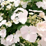 Hydrangea Cloud Nine Detailed view of Hydrangea 'Cloud Nine' lacecap flowers, with blush-white outer petals and creamy inner florets contrasting with dark green foliage. 4