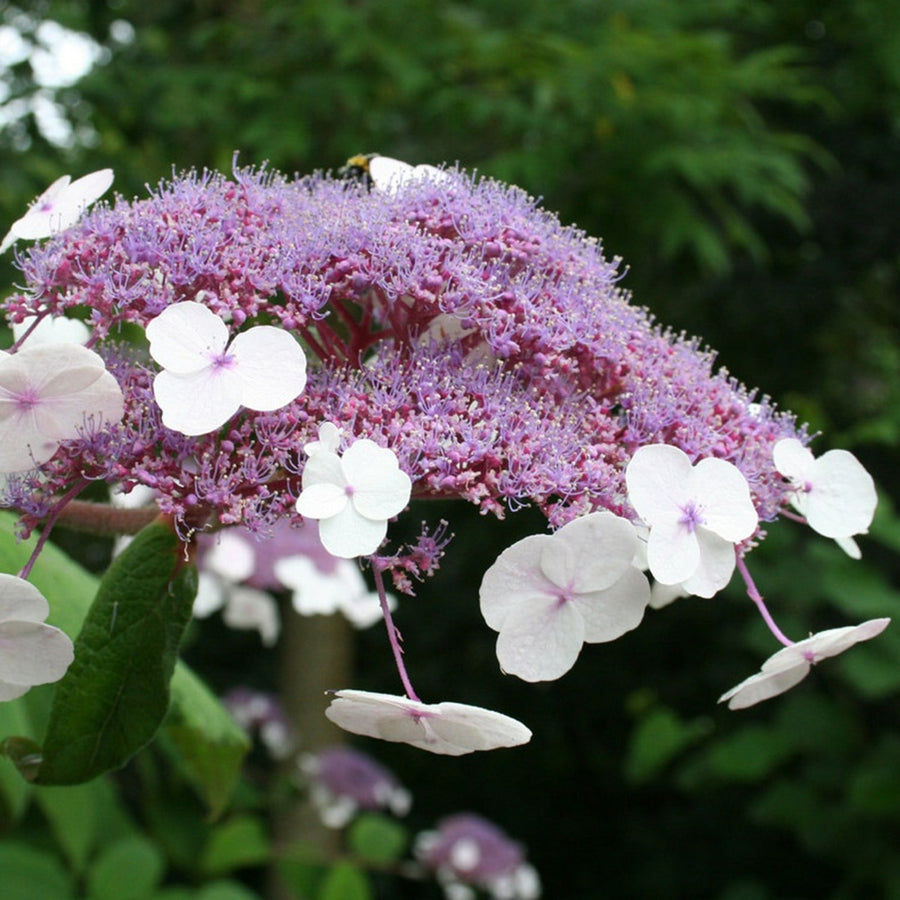 Hydrangea Hot Chocolate Close up of Hydrangea 'Hot Chocolate' lacecap flower with purple and pale pink florets against a green garden background. 1