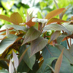 Hydrangea Hot Chocolate Foliage of Hydrangea 'Hot Chocolate', showing reddish bronze young leaves with serrated edges and green undersides. 3