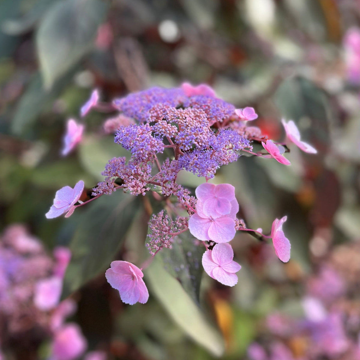 Hydrangea Hot Chocolate Hydrangea 'Hot Chocolate' in bloom, displaying delicate pink outer florets and central purple flower clusters with softly blurred background. 2