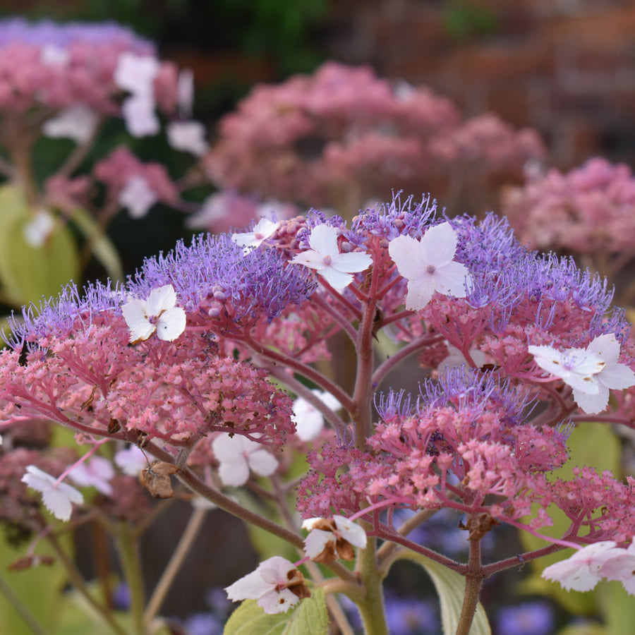 Hydrangea Hot Chocolate Mass of Hydrangea 'Hot Chocolate' flowers with white and pale pink florets around domed purple flowerheads in a summer garden setting. 4