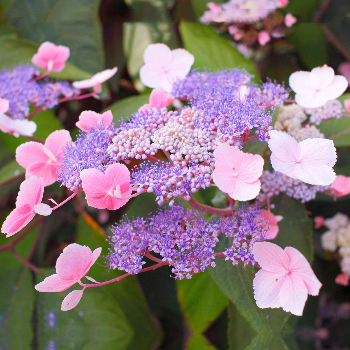 Hydrangea Hot Chocolate Hydrangea 'Hot Chocolate' flowerhead with vivid purple and pink blossoms set against lush green foliage. 5