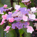 Hydrangea Hot Chocolate Hydrangea 'Hot Chocolate' flowerhead with vivid purple and pink blossoms set against lush green foliage. 5