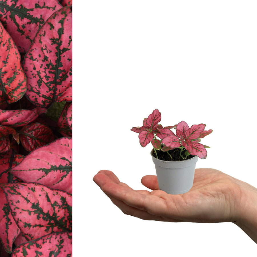 Polka Dot Plant in 6cm Pot  2
