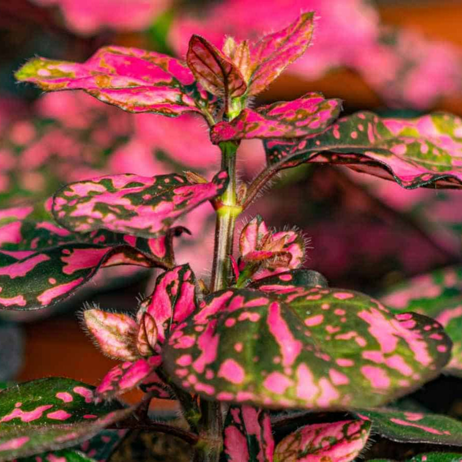 Polka Dot Plant in 6cm Pot  3