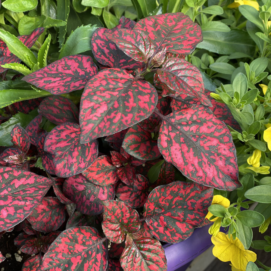 Polka Dot Plant in 6cm Pot  4