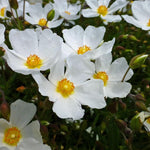 Halimiocistus sahucii - Sahuc Rock Rose  1