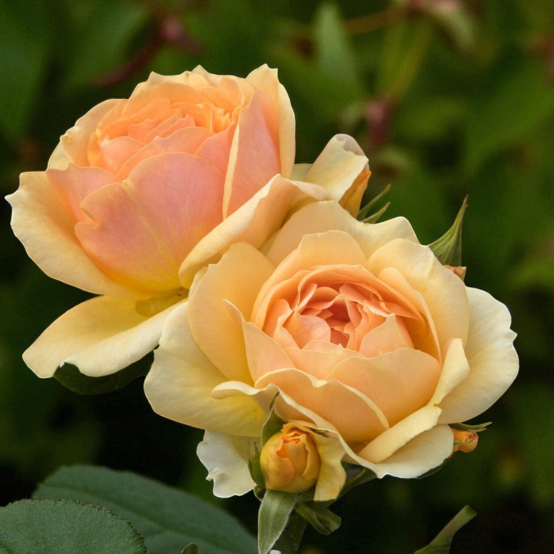 Hansestadt Rostock Rose  2