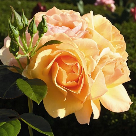 Hansestadt Rostock Rose  1