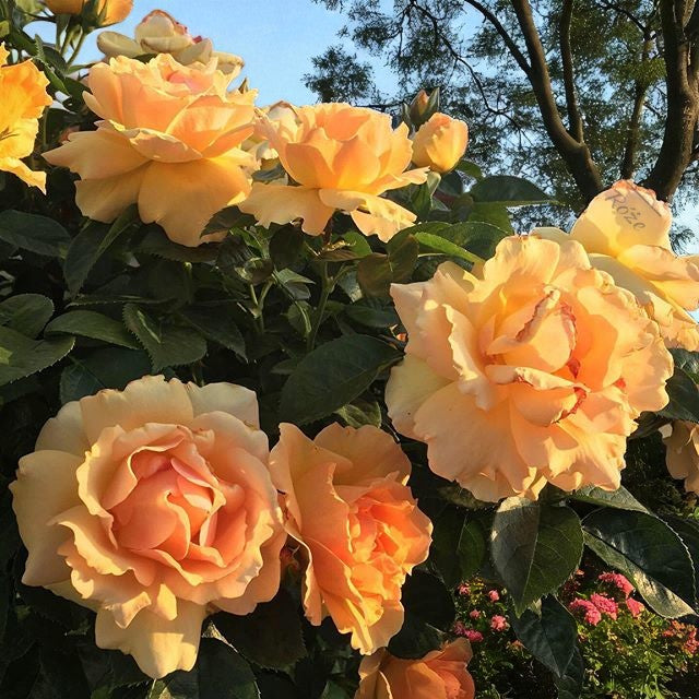 Hansestadt Rostock Rose  3