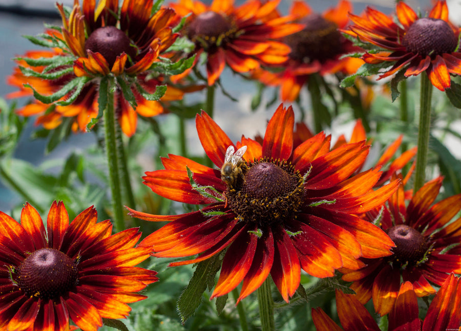 Rudbeckia 'Black-Eyed Susan' Plant Mix (2 Plants) Rudbeckia 'Black-Eyed Susan' Plant Mix (2 Plants) image4 4