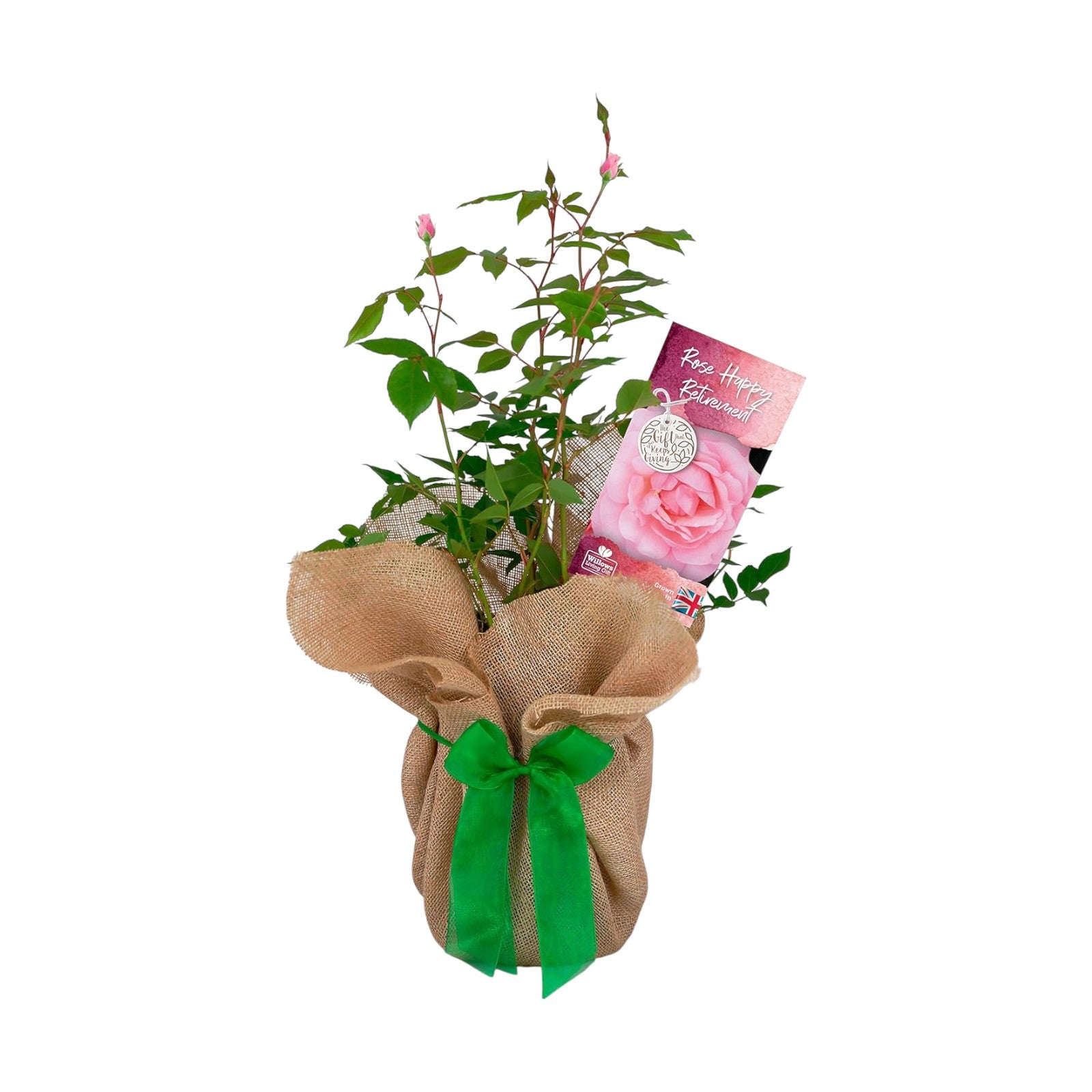 Happy Retirement Bush Gift Wrapped