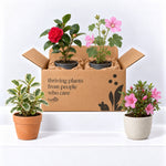 Hard To Kill Shrub Bundle - Euonymus, Camellia Lady Campbell, Pink Azalea & Pink Lavatera  1