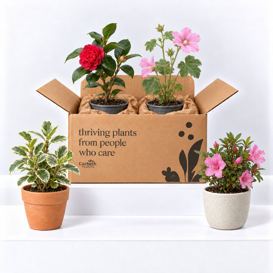 Hard To Kill Shrub Bundle - Euonymus, Camellia Lady Campbell, Pink Azalea & Pink Lavatera  1
