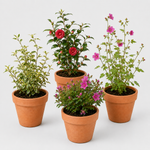 Hard To Kill Shrub Bundle - Euonymus, Camellia Lady Campbell, Pink Azalea & Pink Lavatera  1