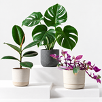 The Unkillable Houseplants - Tradescantia Nanouk, Cheese Plant & Rubber Plant  1