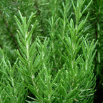Hard To Kill Herb Collection -  Rosemary, Lavender, Thyme and Bay  5