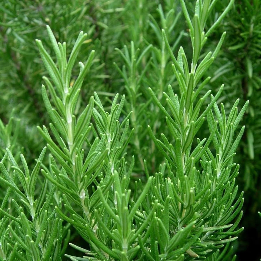 Herb Plant Mix For Beginners - 2 Rosemary, 2 Parsley & 2 Mint Plants  4
