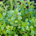Hard To Kill Herb Collection -  Rosemary, Lavender, Thyme and Bay  4