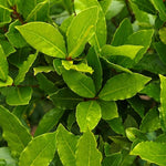 Hard To Kill Herb Collection -  Rosemary, Lavender, Thyme and Bay  3