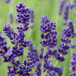 Hard To Kill Herb Collection -  Rosemary, Lavender, Thyme and Bay  2