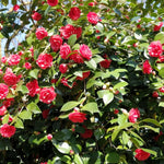 Hard To Kill Shrub Mix - Euonymus, Camellia Lady Campbell, Pink Azalea & Pink Lavatera  2