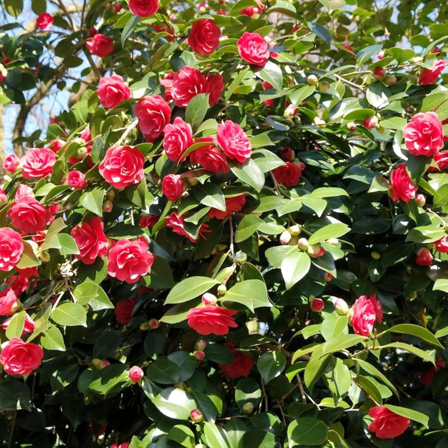 Hard To Kill Shrub Mix - Euonymus, Camellia Lady Campbell, Pink Azalea & Pink Lavatera  2
