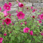 Hard To Kill Shrub Mix - Euonymus, Camellia Lady Campbell, Pink Azalea & Pink Lavatera  4