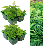 Hardy Fern Plant Mix Trays  4