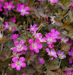 Hardy Geranium Perennial Plant Mix  3
