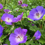 Hardy Geranium Perennial Plant Mix  6