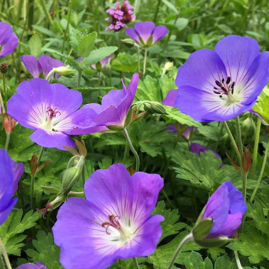 Hardy Geranium Perennial Plant Mix  6
