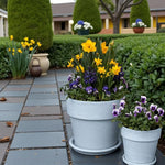 Hardy Spring Plant Collection  3