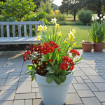 Hardy Spring Plant Collection  4