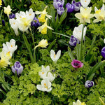 Hardy Spring Plant Collection  7