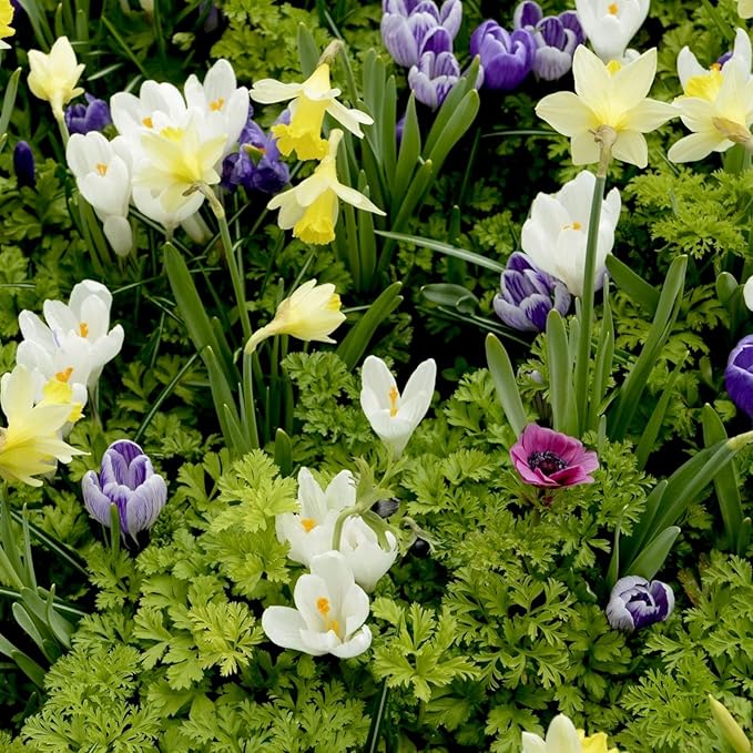 Hardy Spring Plant Collection  7